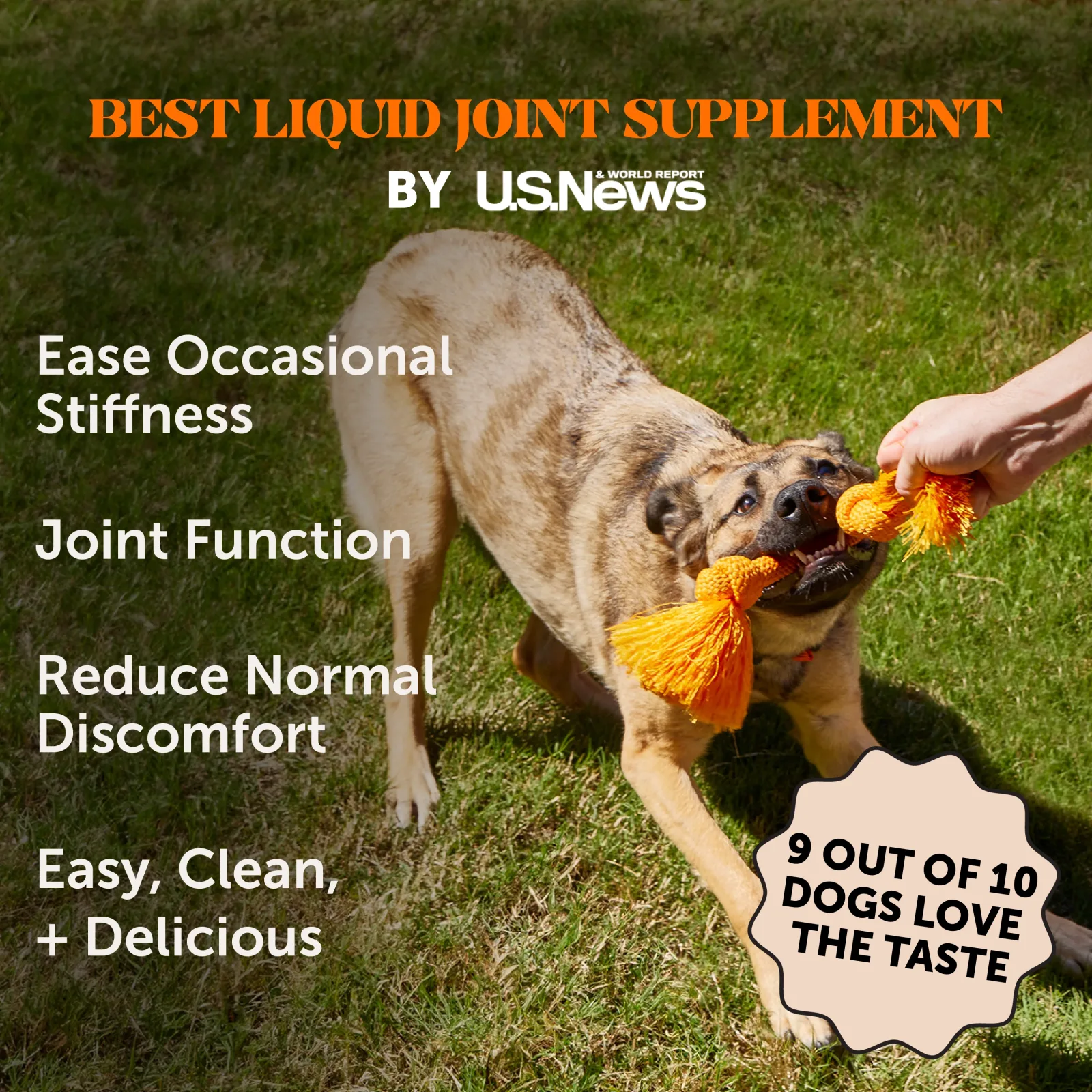 Pet Honesty Hip and Joint Bone Broth and Glucosamine Oil Supplement for Dogs, Turkey Flavor, 12 oz. - Image 2