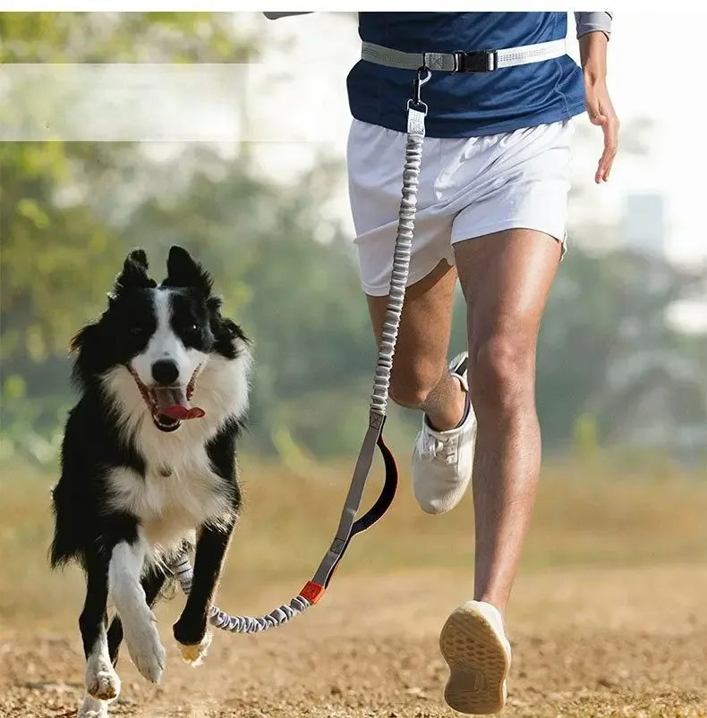 Pet Retractable Belt Leash - Image 2