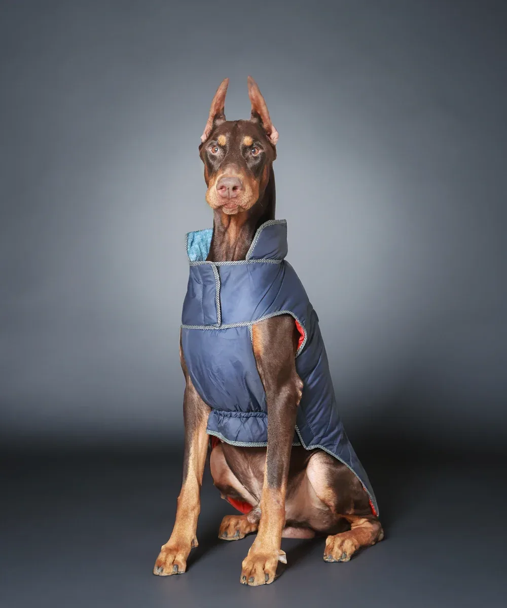 Pet Set Go Wind Sheeter Jackets for Dogs (Blue)