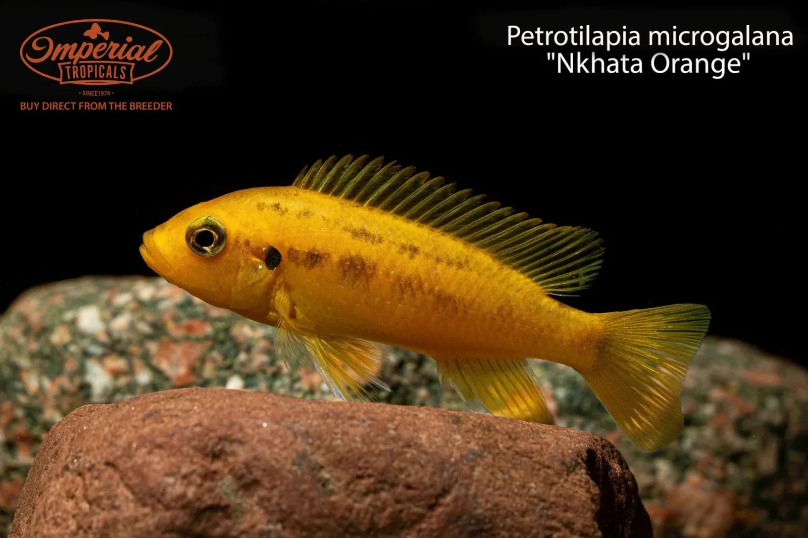 Petrotilapia microgalana "Nkhata Orange" - Image 2