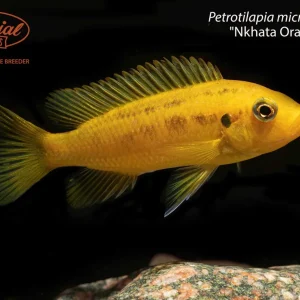 Petrotilapia microgalana "Nkhata Orange"