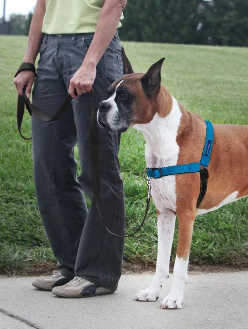 PetSafe Deluxe Easy Walk Steel Dog Harness Black/Ocean LG - Image 2