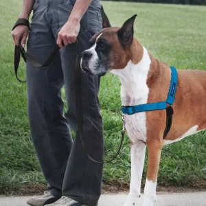 PetSafe Deluxe Easy Walk Steel Dog Harness Black/Ocean LG