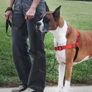 PetSafe Deluxe Easy Walk Steel Dog Harness Black/Rose LG
