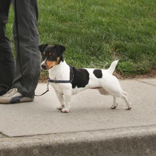 PetSafe Deluxe Easy Walk Steel Dog Harness Black/Steel SM - Image 2