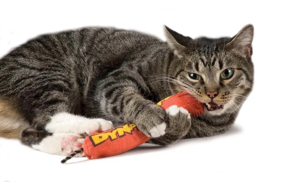 Petstages Green Magic Dynamite Catnip Cat Toy Red
