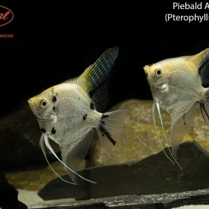 Piebald Angelfish