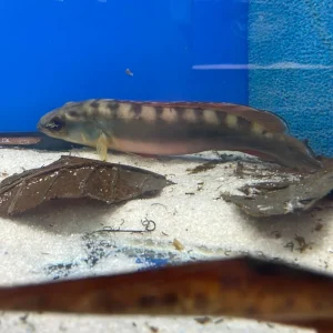 Pike Cichlid