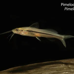 Pimelodella Catfish (Pimelodella sp.)