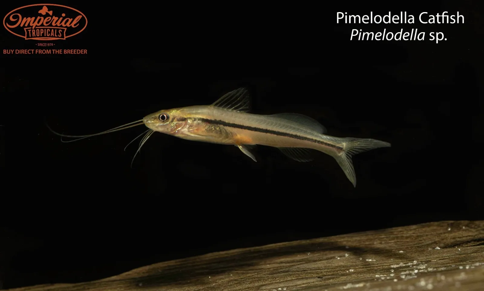 Pimelodella Catfish (Pimelodella sp.)