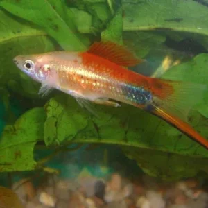 Pineapple Mickey Mouse Swordtail