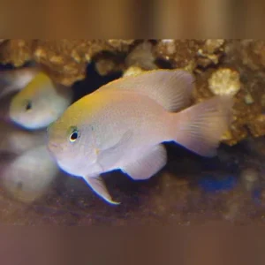 Pink Damselfish