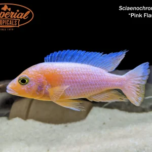 Pink Flash Hap