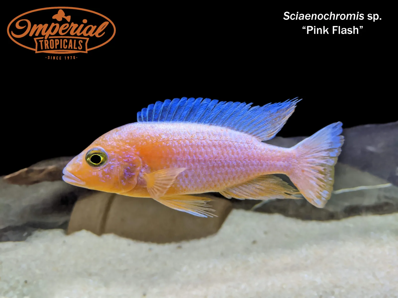 Pink Flash Hap