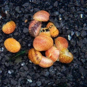 Pink Lady Nerite Snail - (Clithon sowerianum- "Pink Lady")
