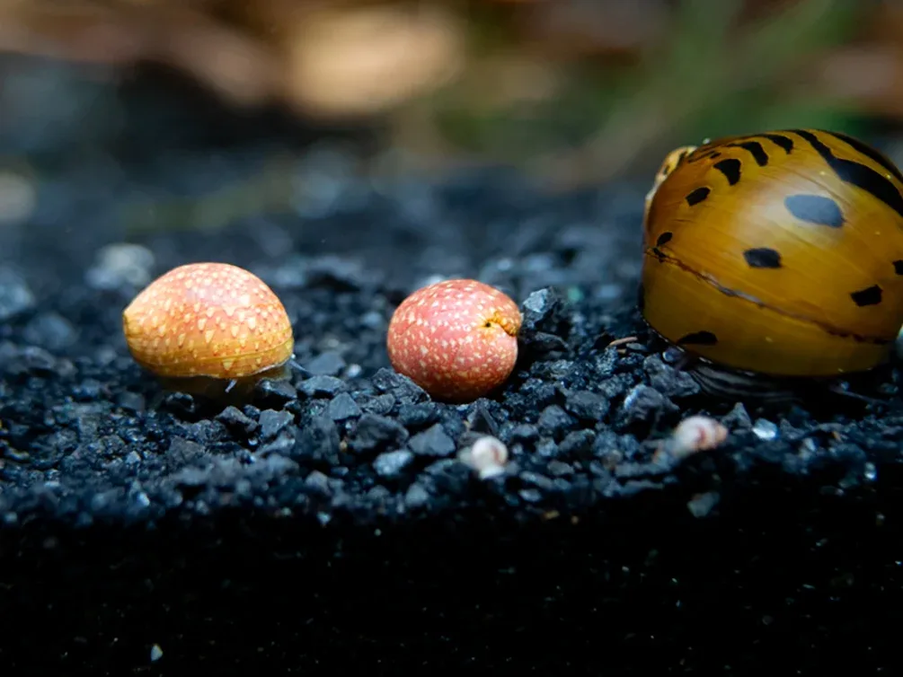 Pink Lady Nerite Snail - (Clithon sowerianum- "Pink Lady") - Image 2