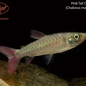 Pink Tail Chalceus