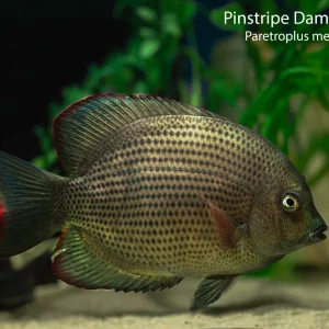 Pinstripe Damba Cichlid