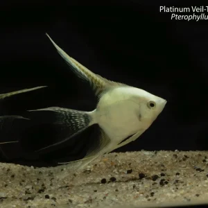 Platinum Veil-Tail Angelfish