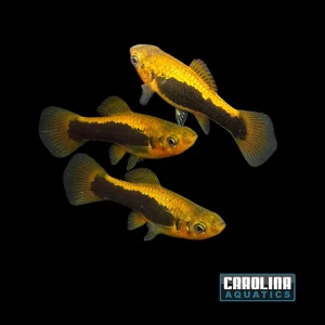 Platy - Fire Tux