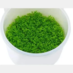 Pogostemon Portion