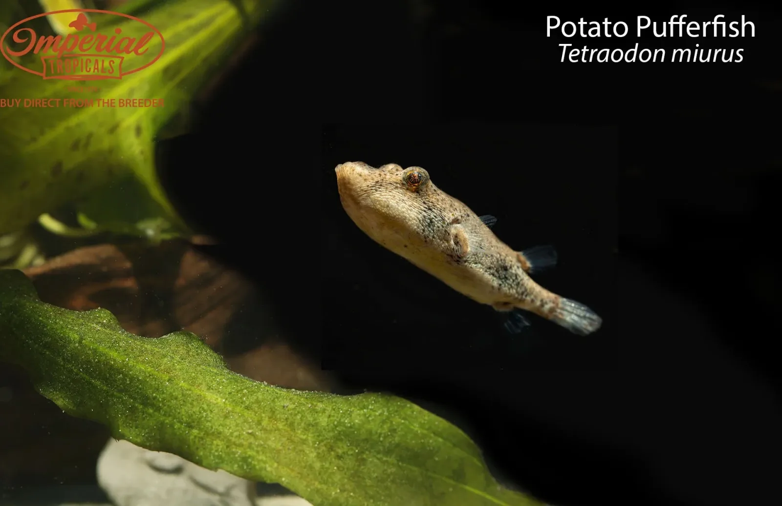 Potato Pufferfish (Tetraodon miurus) - Image 2