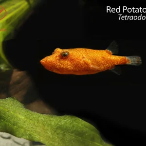 Potato Pufferfish (Tetraodon miurus)