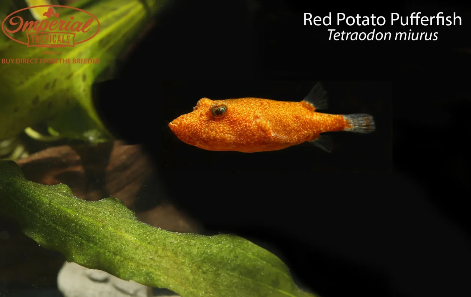 Potato Pufferfish (Tetraodon miurus)