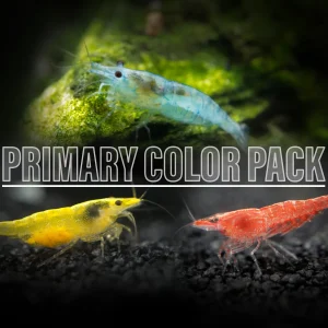 Primary Colors Dwarf Shrimp Combo Pack (Sakura Red, Neon Yellow, and Sky Blue), Tank-Bred!