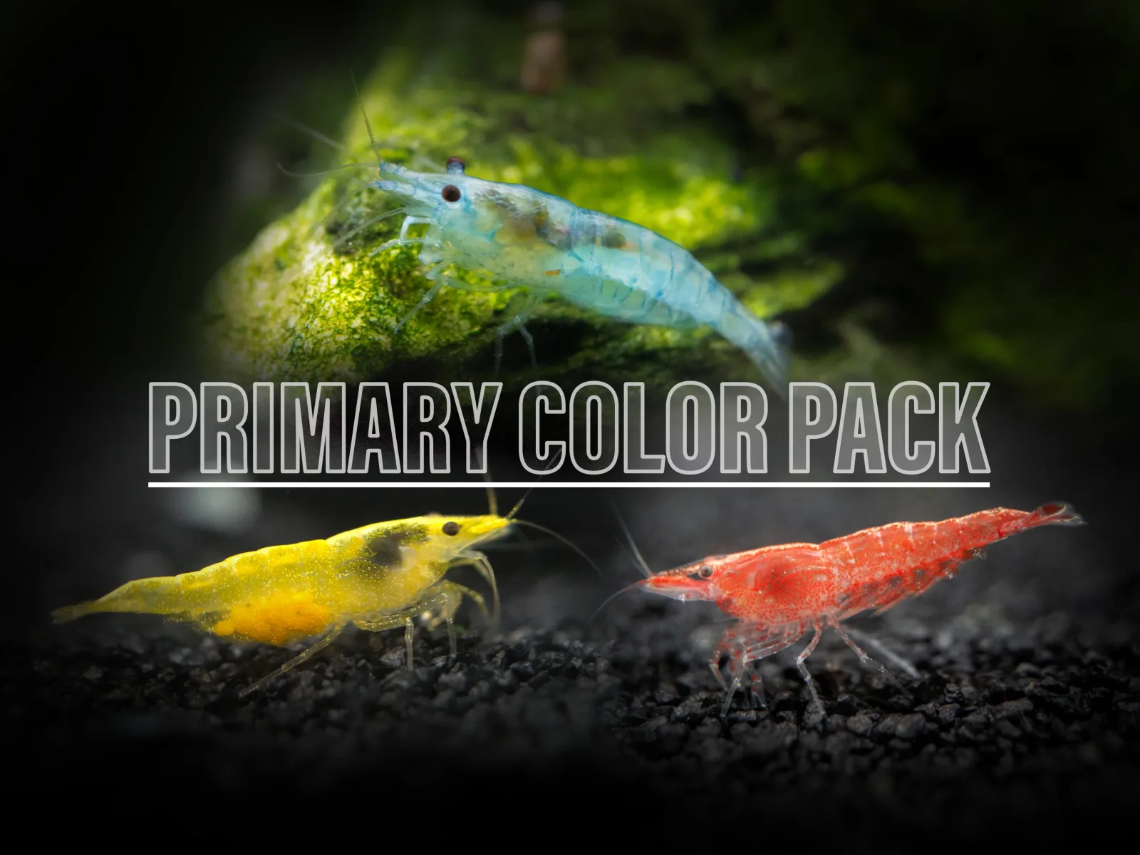 Primary Colors Dwarf Shrimp Combo Pack (Sakura Red, Neon Yellow, and Sky Blue), Tank-Bred!