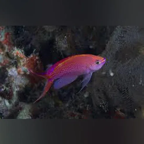 Princess Anthias