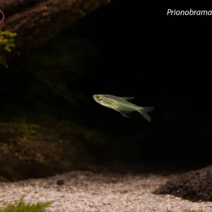 Prionobrama paraguayensis