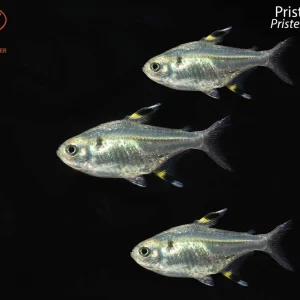 Pristella Tetra