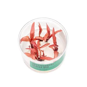 Cryptocoryne Albida Red Tissue Culture