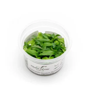Cryptocoryne Thwaitesii Kirindoya Brown Aquatic Farmer Tissue Culture