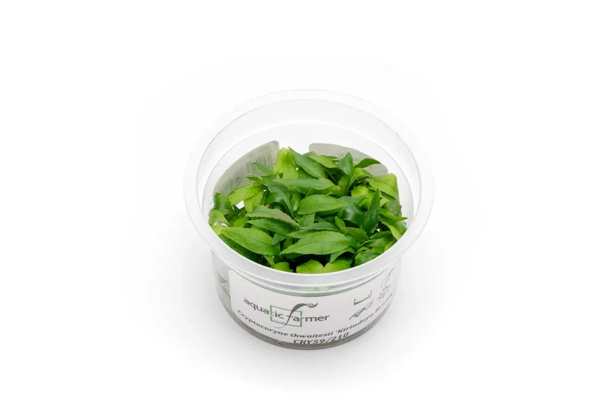 Cryptocoryne Thwaitesii Kirindoya Brown Aquatic Farmer Tissue Culture
