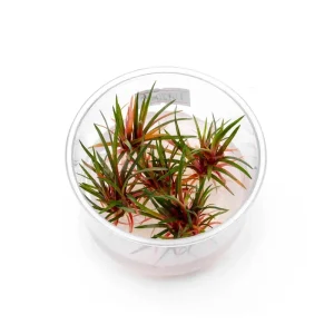 Eriocaulon sp Quinquangulare Red UNS Tissue Culture