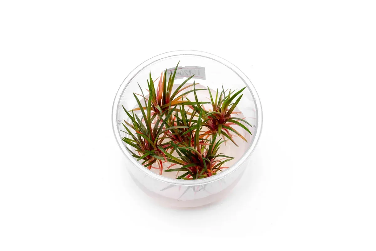 Eriocaulon sp Quinquangulare Red UNS Tissue Culture