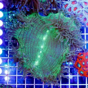 Elegance Coral 4" WYSIWYG