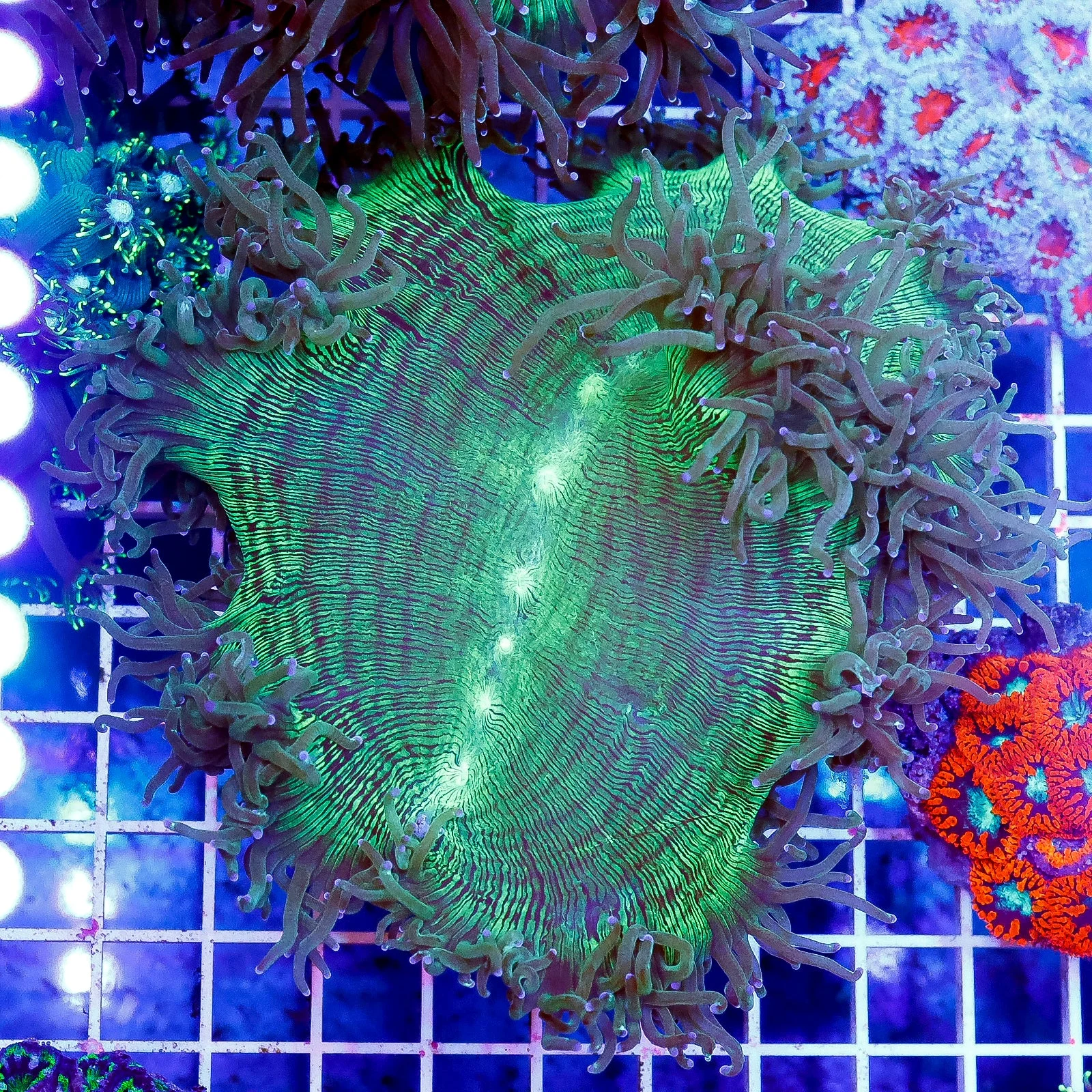 Elegance Coral 4" WYSIWYG