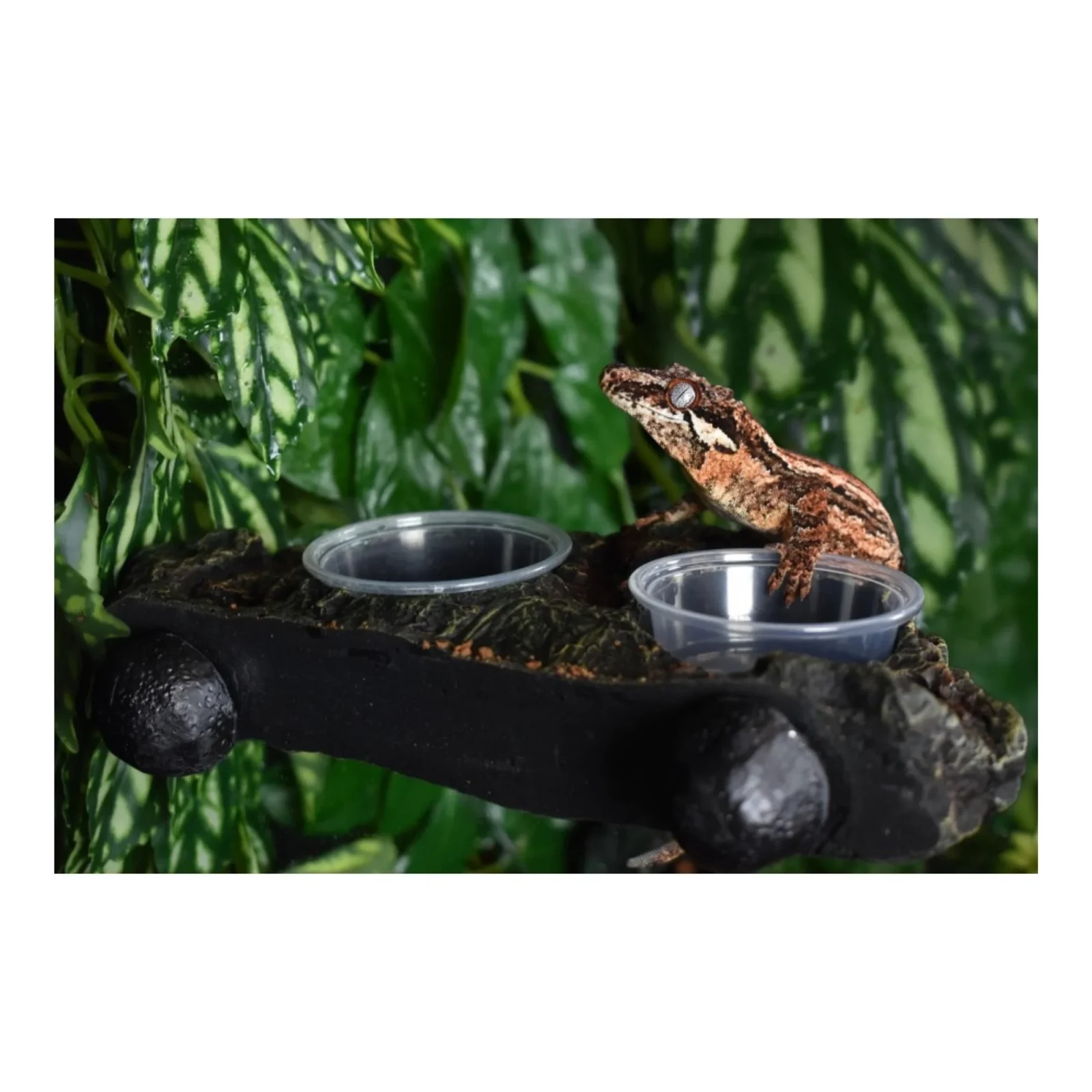 Komodo Magnetic Dual Gecko Feeding Ledge 22 in - Image 2