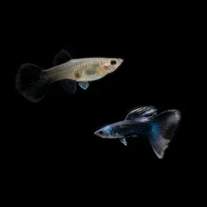 Blue Tarzan Guppies - Breeding Pair