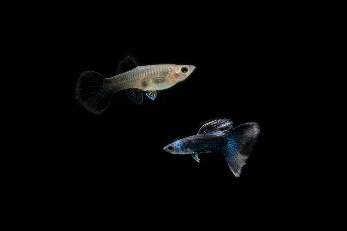 Blue Tarzan Guppies - Breeding Pair