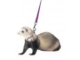 Marshall Pet Products Ferret Harness and Lead Set Purple - Image 2