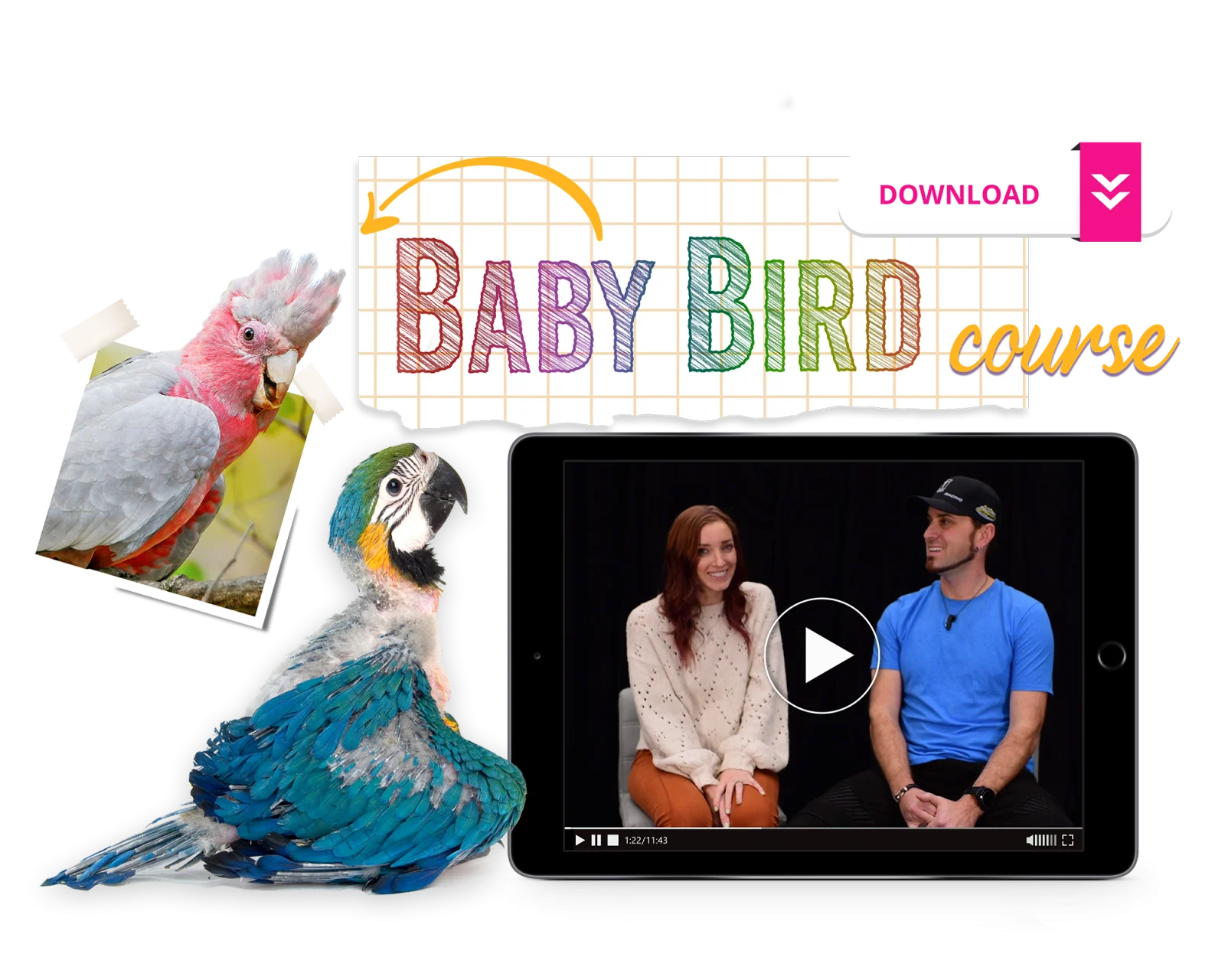 The Baby Bird Course - Image 2