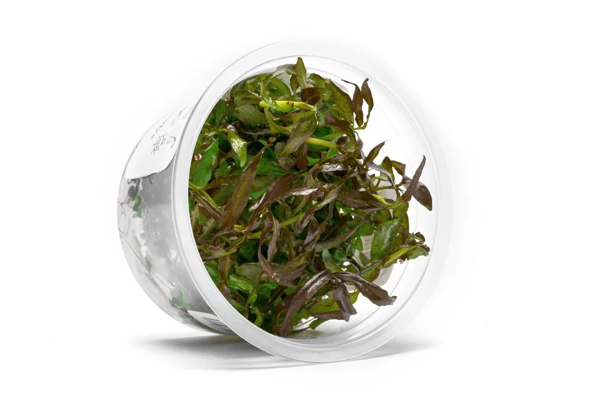 Hygrophila Pogonocalyx Hayata Aquatic Farmer Tissue Culture - Image 2
