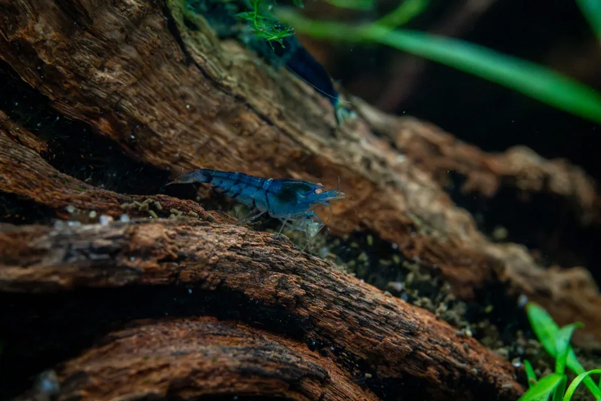 Orange Eye Blue Tiger - Image 2