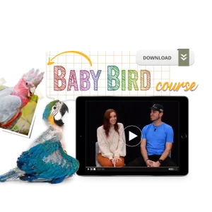 The Baby Bird Course