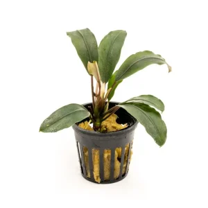 Bucephalandra Cascade King