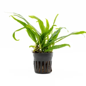 Java Fern Philippine Mini